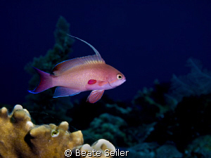 Anthias , taken with Canon G10 and UCL165 by Beate Seiler 